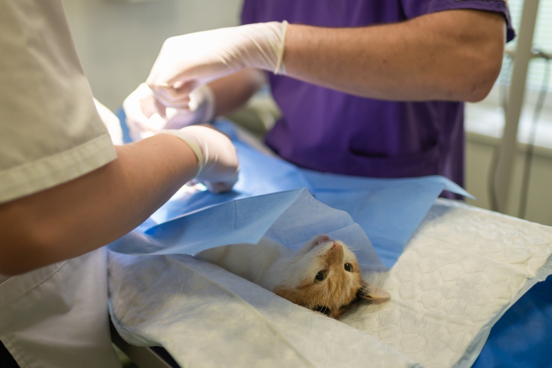 veterinaire-TOURVES-min_health-4385852